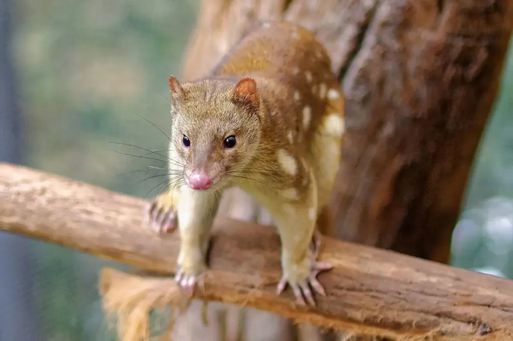 Vista frontal de un mamífero australiano sobre una rama de un árbol