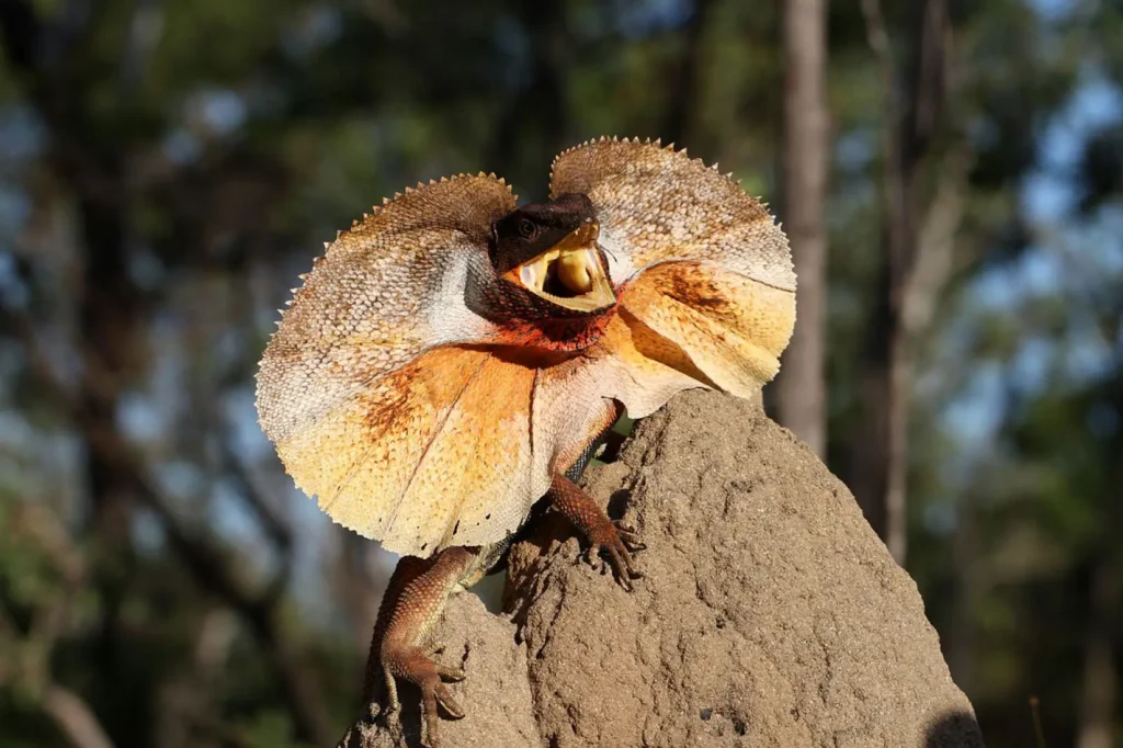 Vista frontal de un reptil australiano encima de una roca