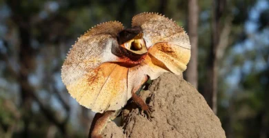 Vista frontal de un reptil australiano encima de una roca