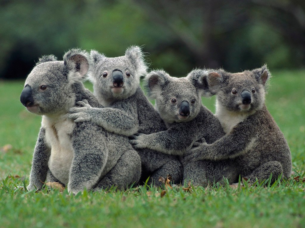 Vista lateral de una familia de koalas abrazados unos a otros