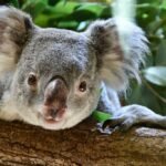 Vista frontal de la cabeza de un koala asomando sobre un tronco