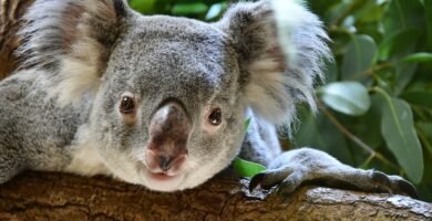 Vista frontal de la cabeza de un koala asomando sobre un tronco