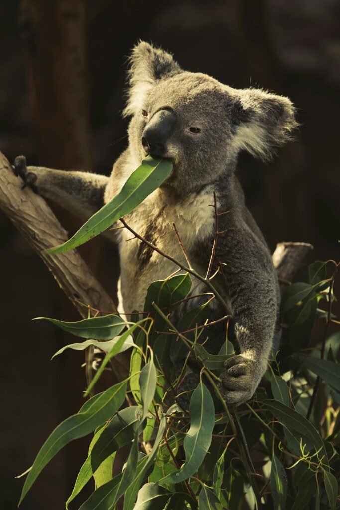 Vista frontal lateral de un koala comiendo una hoja de eucalipto encima de un árbol