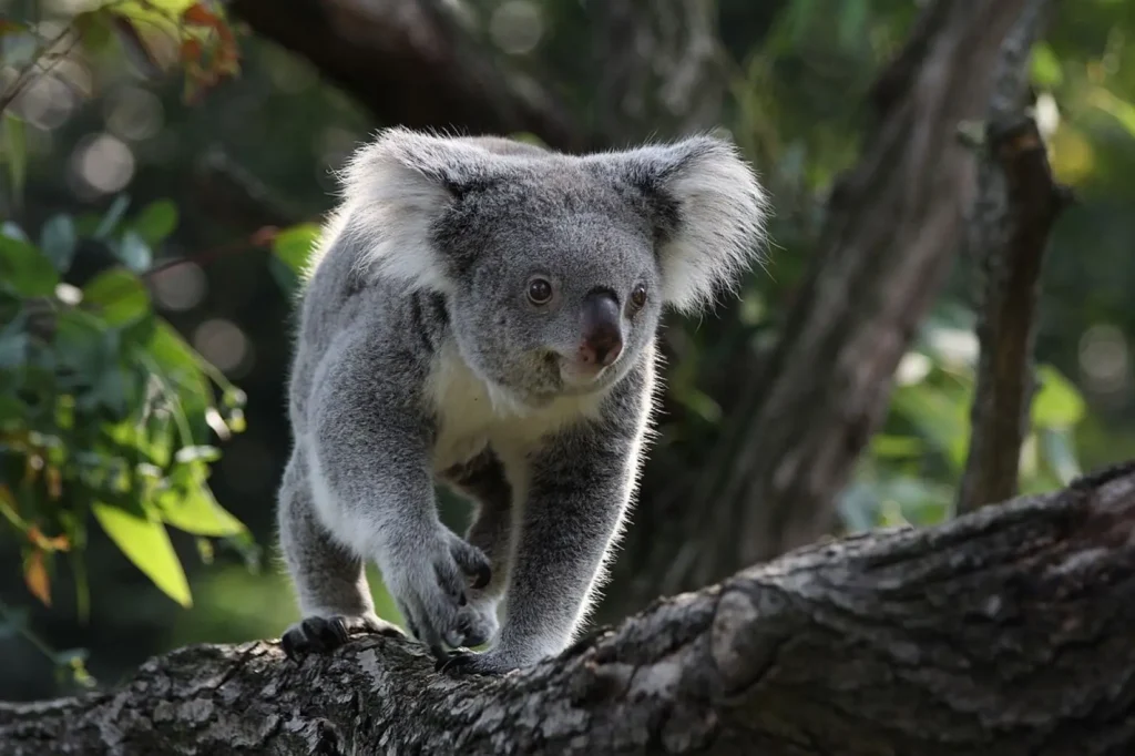 Vista frontal de un koala a cuatro patas sobre un tronco de un árbol