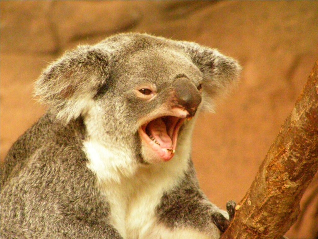 Vista lateral de un koala gritando con la boca abierta