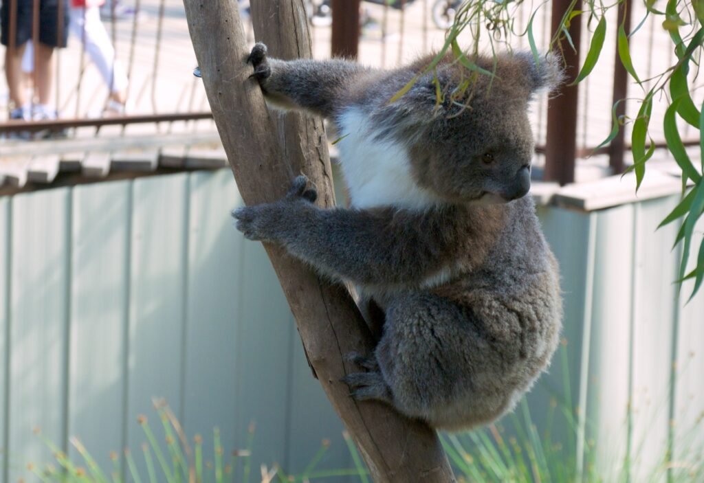 Vista lateral de un koala que mira a su espalda en un árbol de un recinto en un zoo