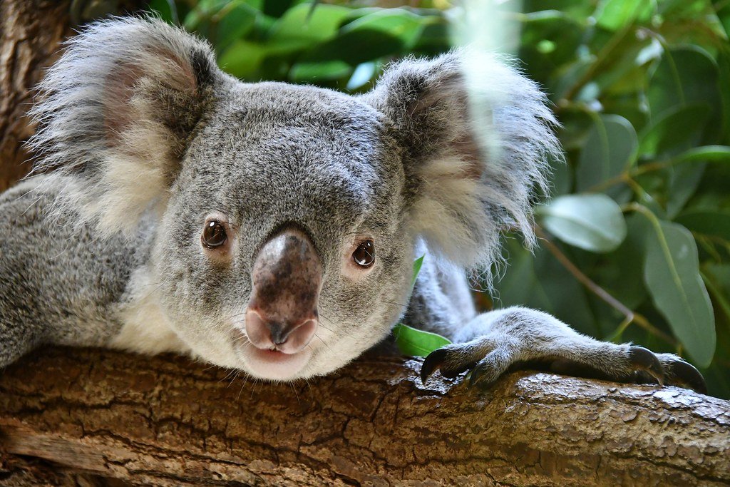Vista frontal de la cabeza de un koala asomando sobre un tronco