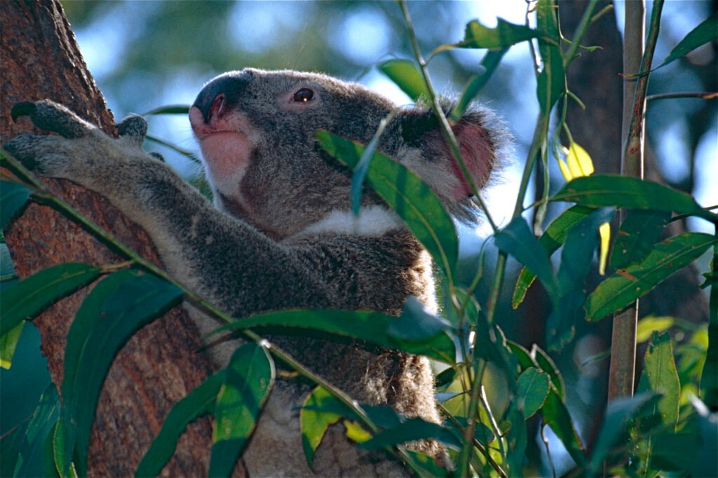 Vista lejana de un oso australiano en un árbol