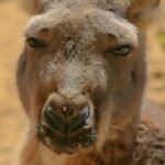 Vista frontal de la cara del macropus rufus