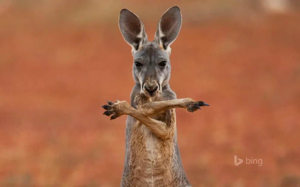 Vista frontal de un canguro rojo australiano cruzando sus patas delanteras