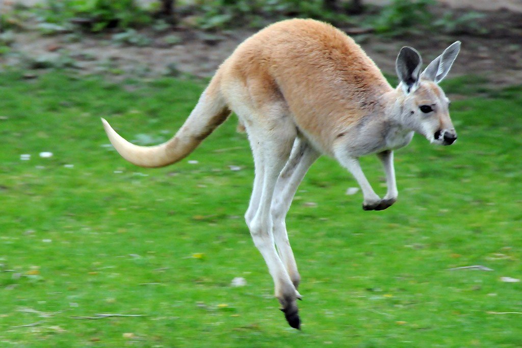 Vista frontal de un canguro rojo durante un salto