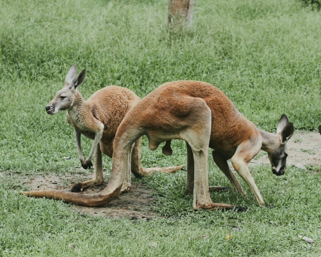 Vista lateral de dos canguros rojos australianos, uno de ellos comiendo hierba