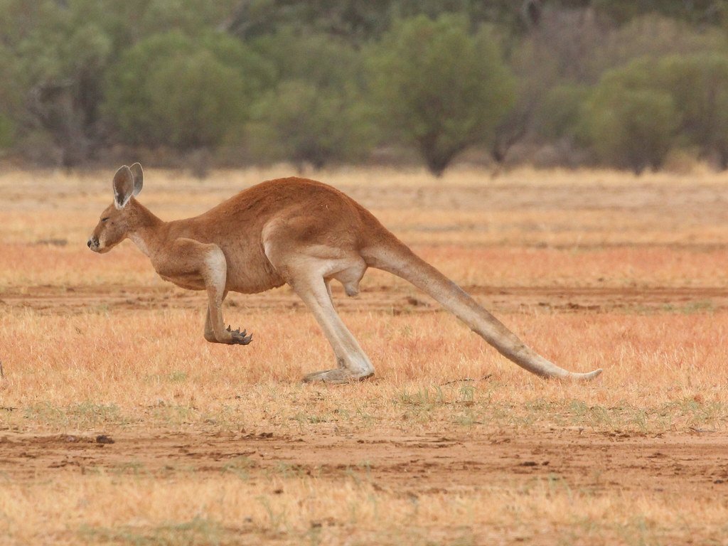 Vista lateral lejana del macropus rufus en plena carrera