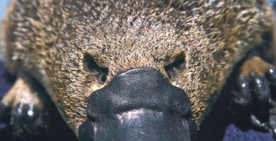 Vista frontal de la cabeza del ornithorhynchus
