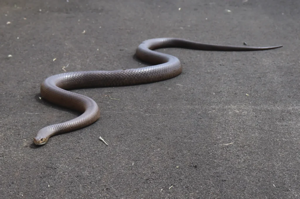 Vista de planta de un animal venenoso de Australia de color negro sobre asfalto