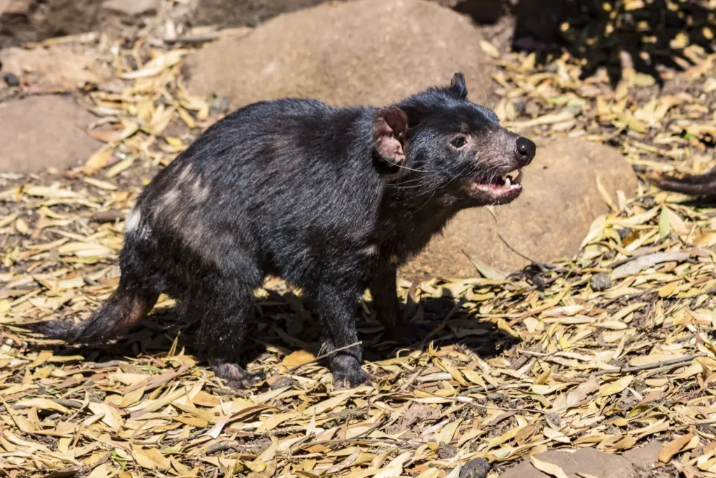 Vista lateral de un demonio de Tasmania de Australia en su hábitat