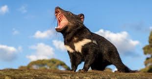 Vista inferior de un demonio de Tasmania rugiendo al viento