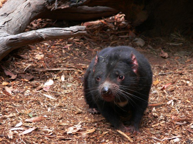 Vista frontal de un diablo de Tasmania de Australia acostado en tierra