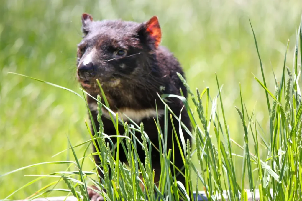 Vista frontal de un diablo de Tasmania australiano tapado ligeramente por la vegetación