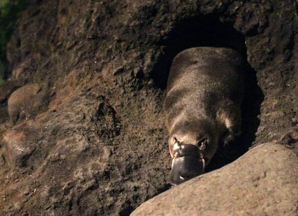 Vista frontal de un ornitorrinco acostado en frente de su madriguera
