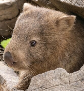 Vista frontal lateral de la cabeza de un wombat asomando en su madriguera