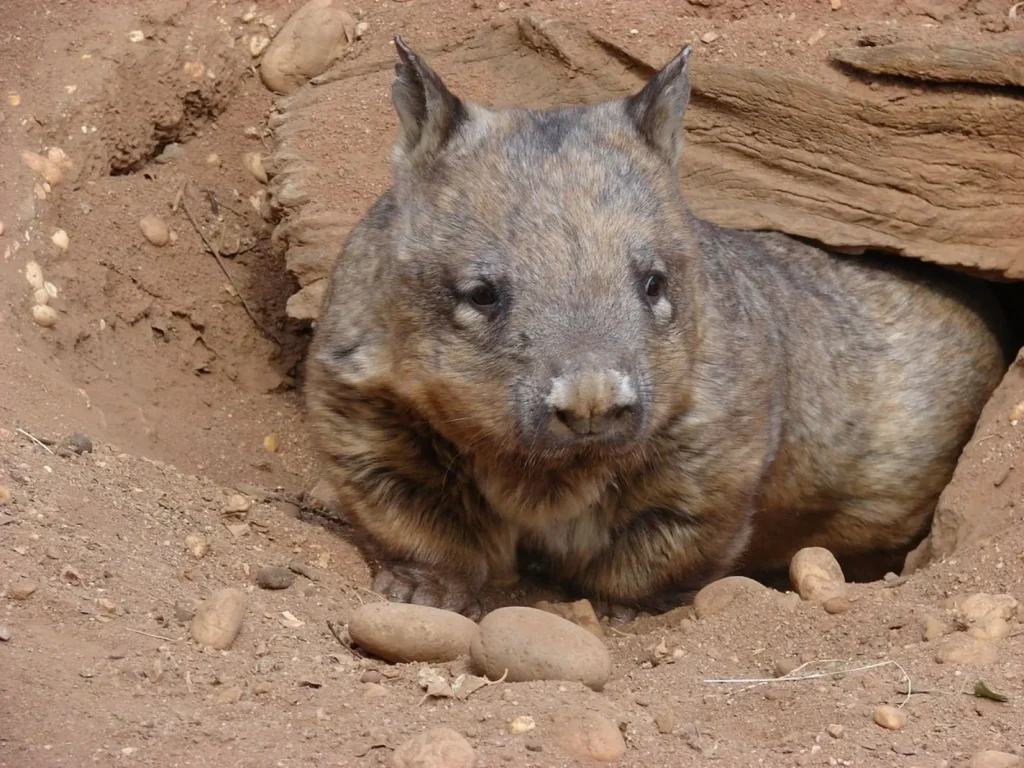 Vista frontal de un wombat australiano acostado en la puerta de su madriguera