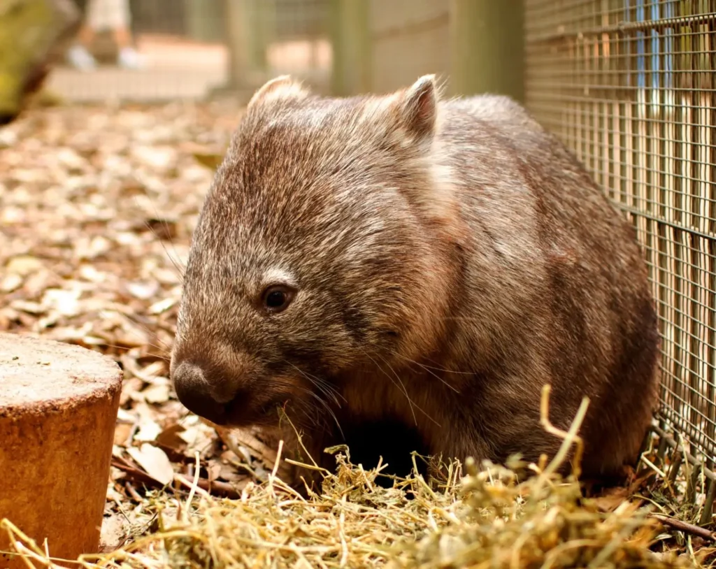 Vista lateral de un wombat acurrucado en una jaula