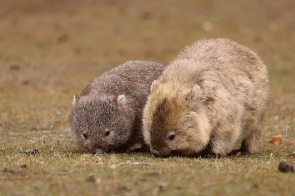 Vista frontal de una madre wombat con su cría comiendo hierba