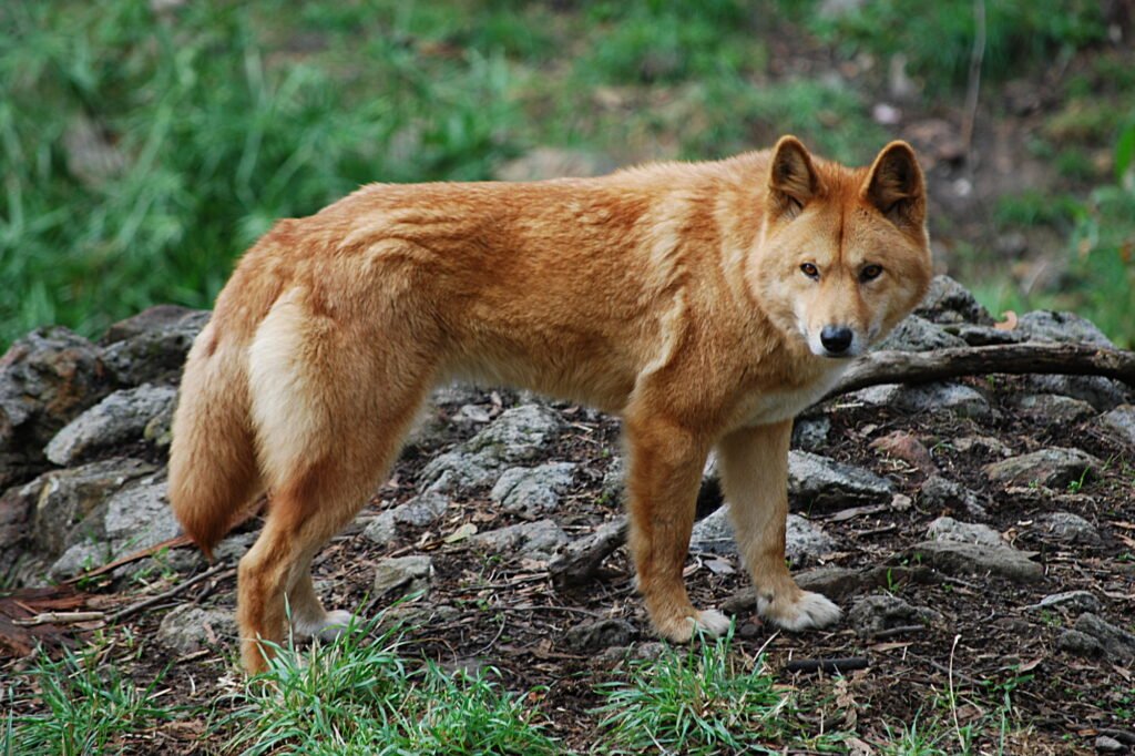 Vista de perfil de cuerpo entero del canis lupus dingo