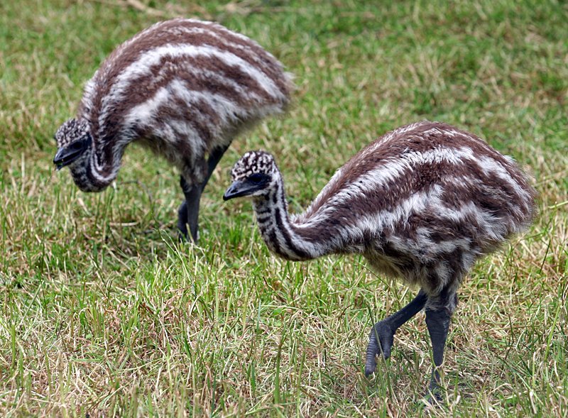 Vista lateral de un par de crías de emú