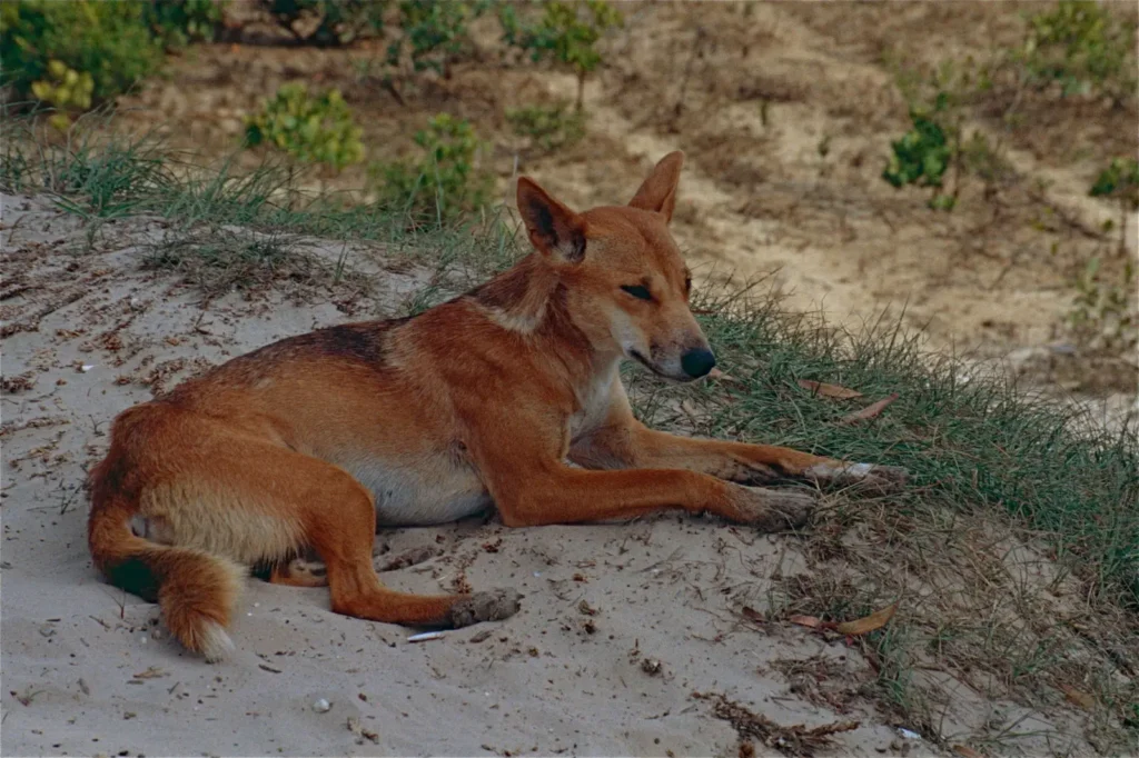 Vista lateral de un dingo canis lupus dingo acostado descansando en la sombra