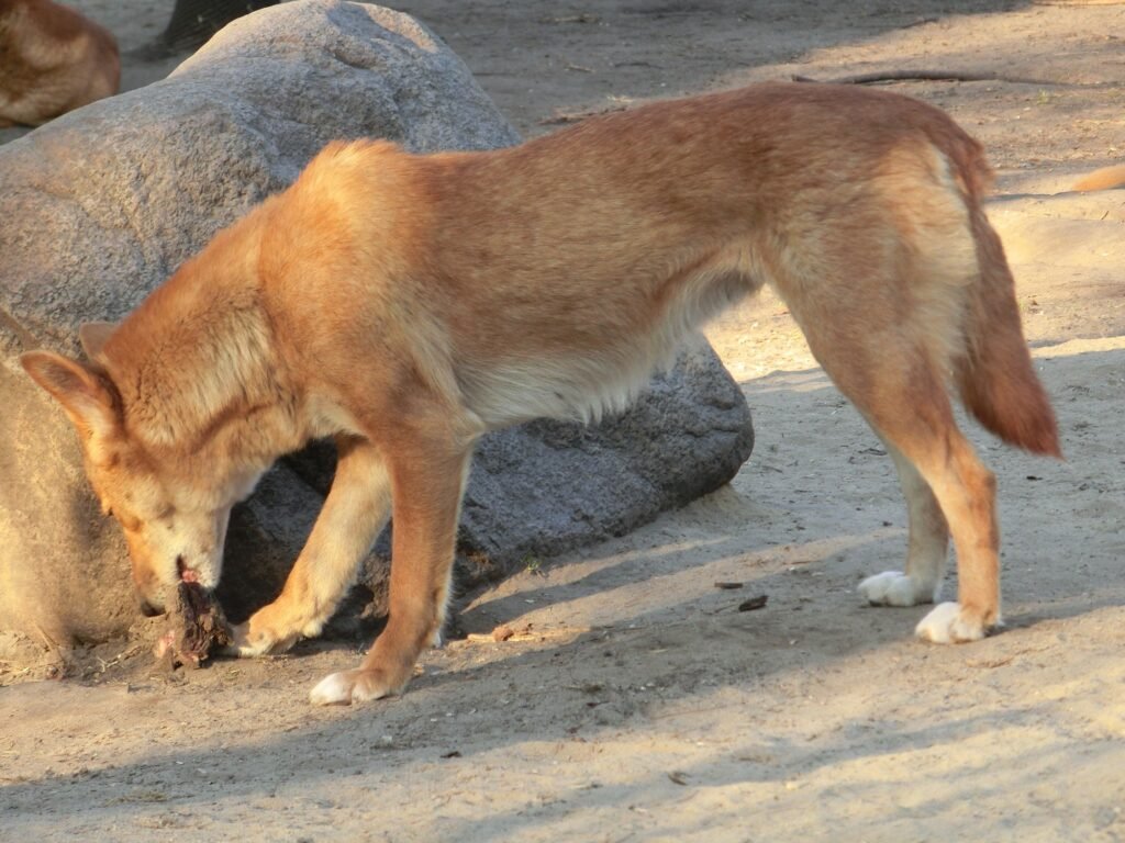 Vista lateral de un dingo comiendo al lado de una roca