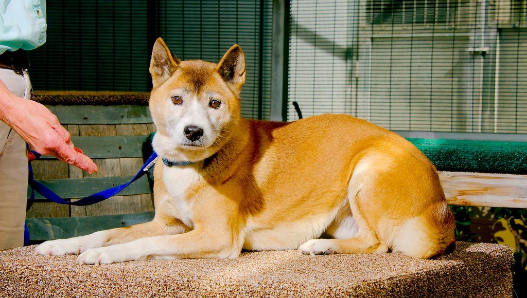 Vista lateral de un dingo domesticado acostado portando una correa
