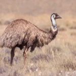 Vista lateral de cuerpo entero de un emú