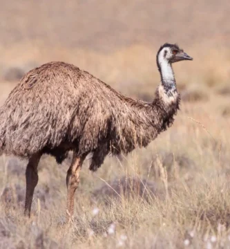 Vista lateral de cuerpo entero de un emú