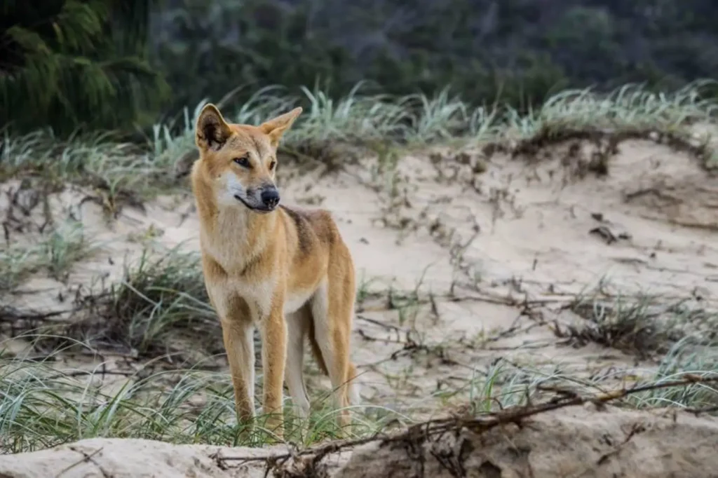 Vista frontal de un perro salvaje australiano