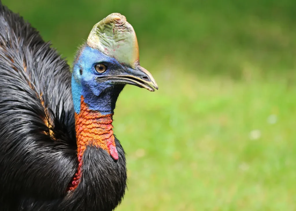 Vista frontal de la parte delantera de un casuario unicarunculado