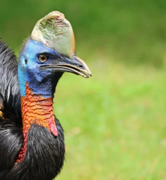 Vista frontal de la parte delantera de un casuario unicarunculado
