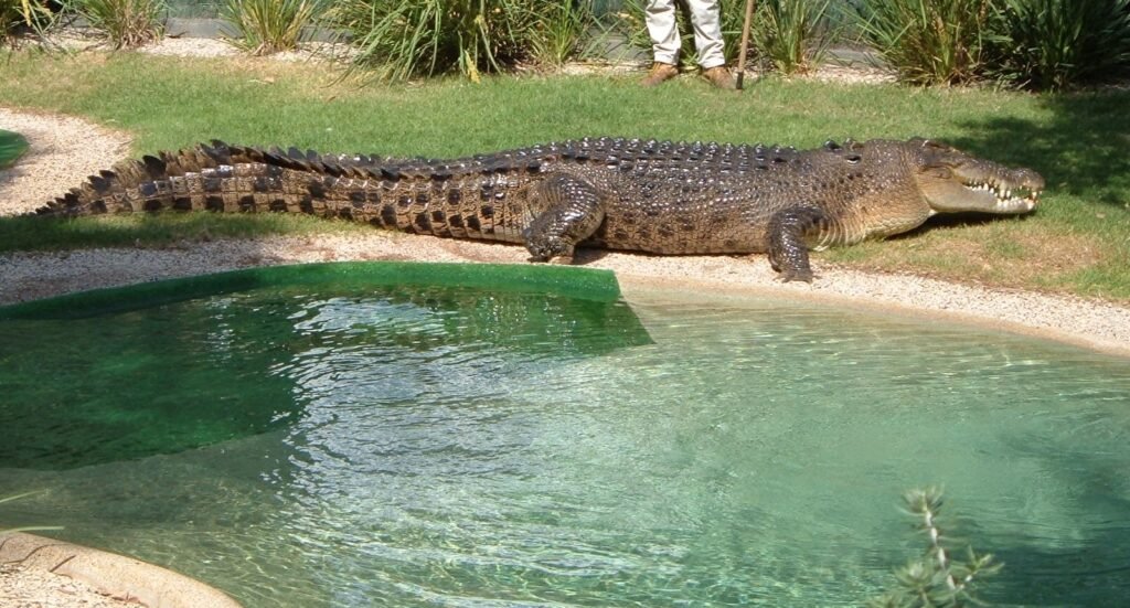 Vista lateral de un cocodrilo marino en un zoo