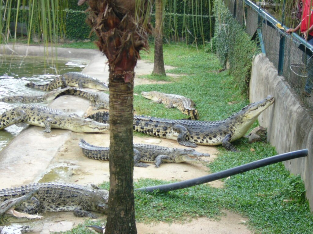 Vista de un recinto con cocodrilos marinos