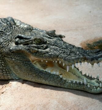 Vista lateral de la parte delantera del crocodylus porosus con su boca abierta