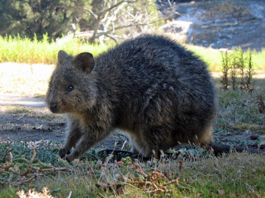 Vista lateral de un quokka sobre la hierba bajo una sombra