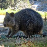 Vista lateral de un quokka sobre la hierba bajo una sombra