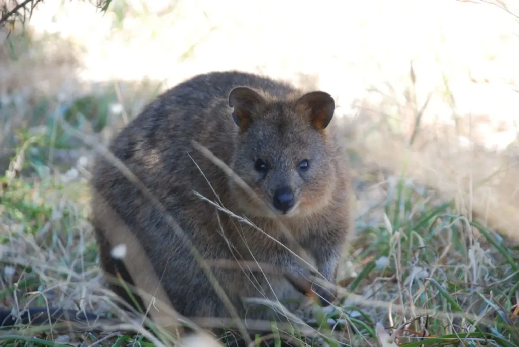 Vista frontal del quokka australiano detrás de unas finas ramas