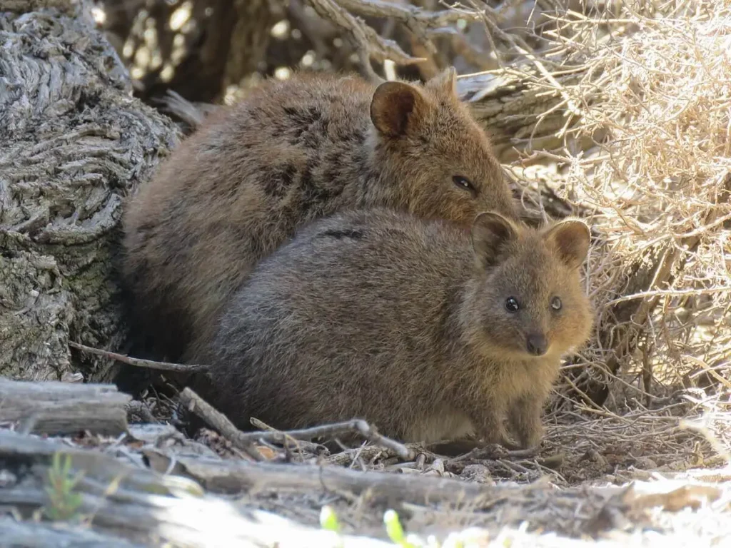 Vista lateral de una madre quokka con su cría al lado